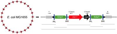Global epidemiology, genetic environment, risk factors and therapeutic prospects of mcr genes: A current and emerging update
